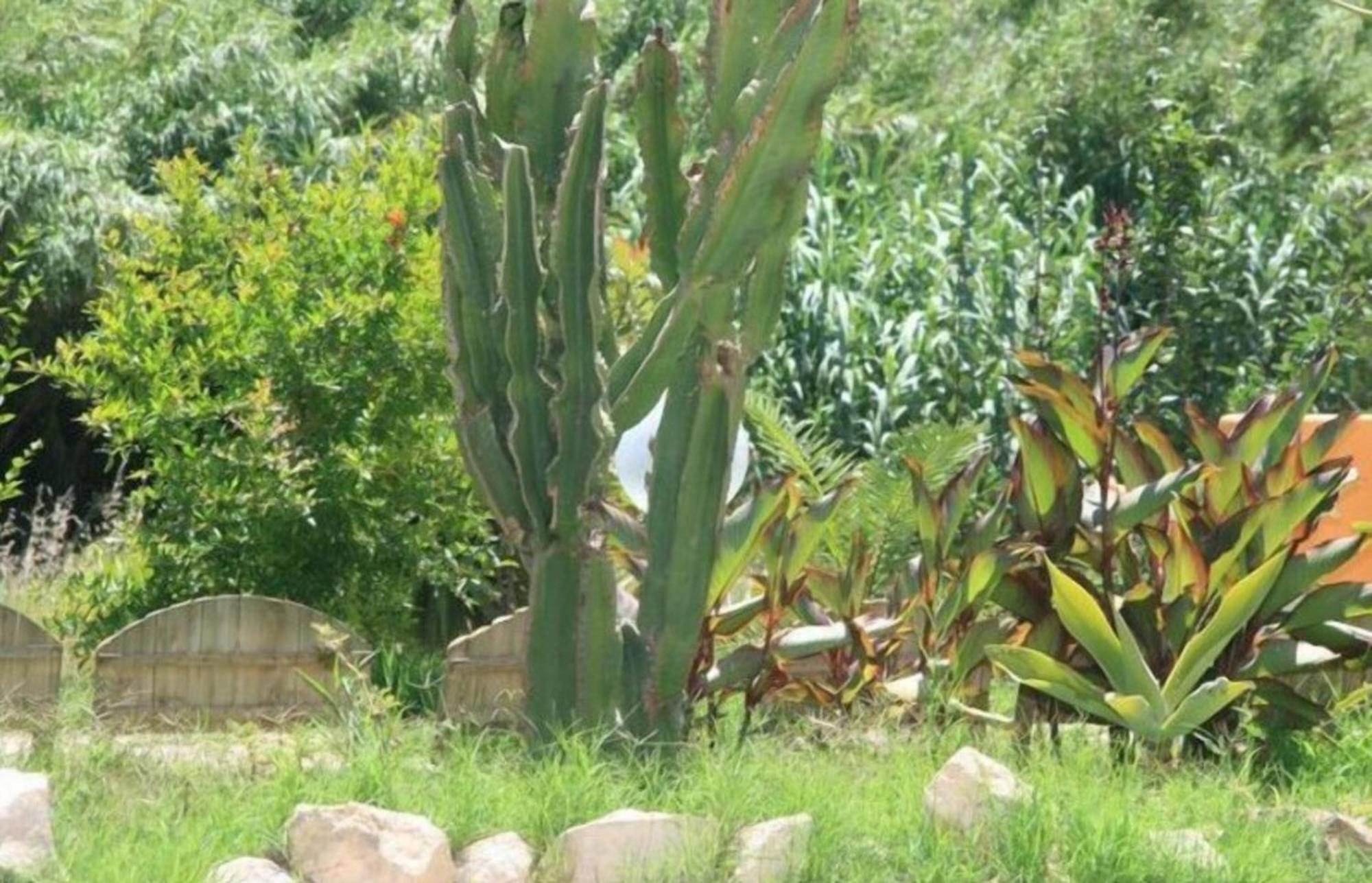 Villa El Minero 贡内萨 外观 照片